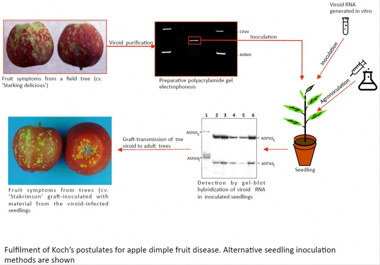 Viroid Diseases in Pome and Stone Fruit Trees and Koch’s Postulates: A Critical Assessment
